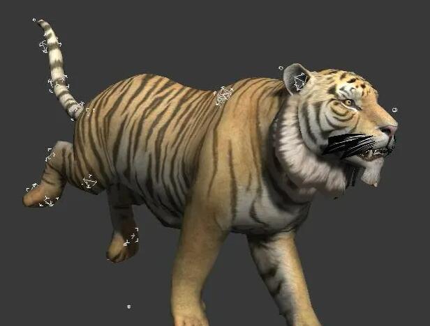 一套常见动物模型 带骨骼绑定和动作