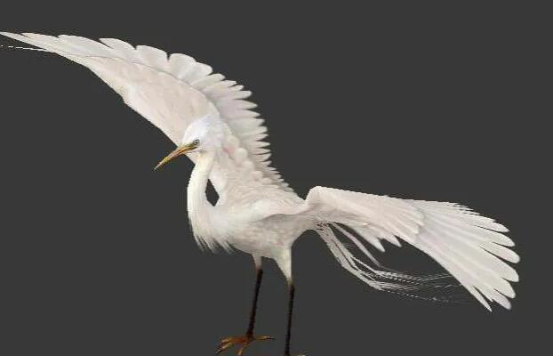 一套常见动物模型 带骨骼绑定和动作