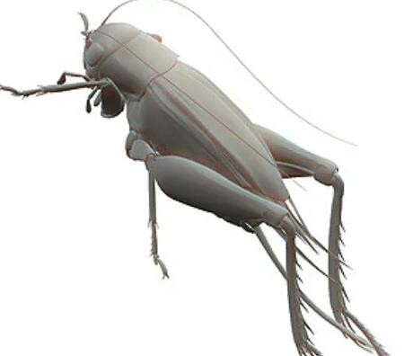 昆虫，虫子3d模型，包含15个虫子模型。