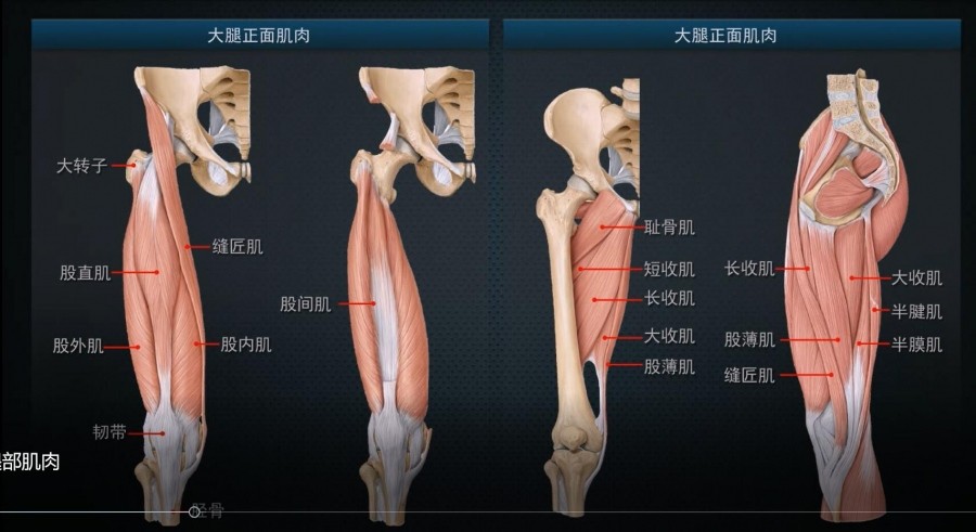 人体肌肉结构教程