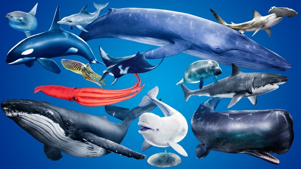 UE4虚幻5 Ocean Animals MEGA Pack 深海鲨鱼海豚鱼类模型带动画
