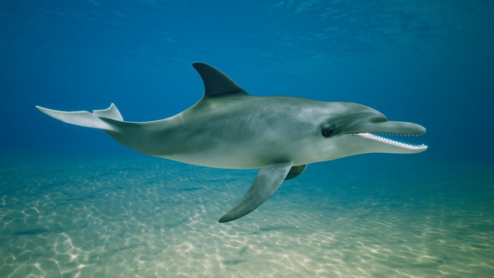 UE4虚幻5 Ocean Animals MEGA Pack 深海鲨鱼海豚鱼类模型带动画