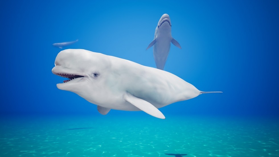 UE4虚幻5 Ocean Animals MEGA Pack 深海鲨鱼海豚鱼类模型带动画