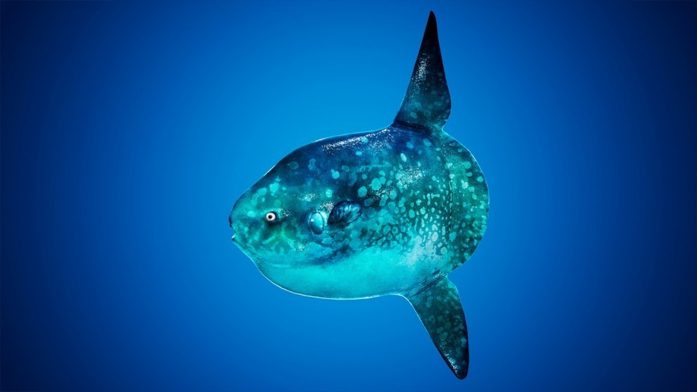 UE4虚幻5 Ocean Animals MEGA Pack 深海鲨鱼海豚鱼类模型带动画