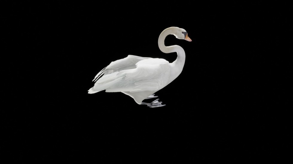 UE4虚幻5 Swan 白天鹅角色模型带动画