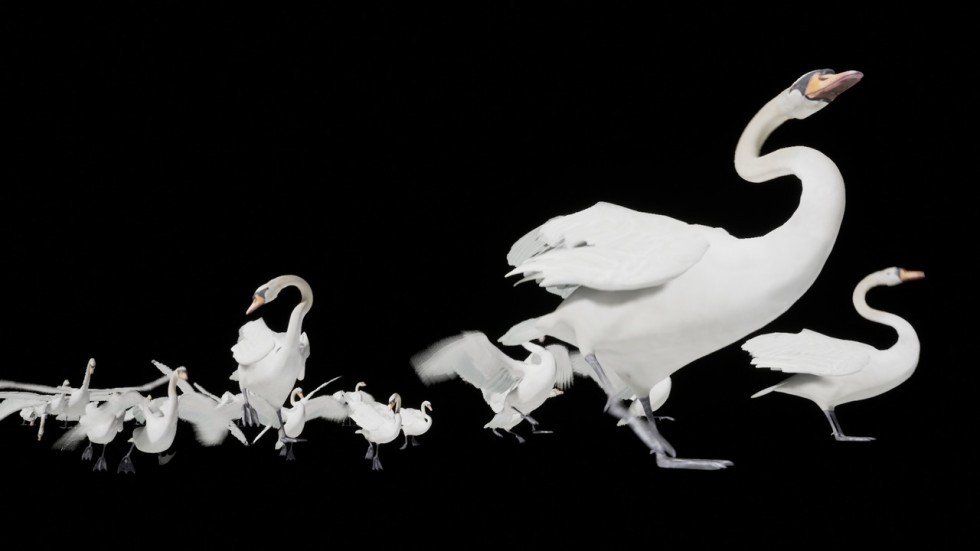 UE4虚幻5 Swan 白天鹅角色模型带动画